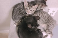 아기고양이 분양