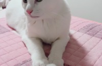 터키쉬앙고라(성묘) 분양합니다.