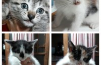 집고양이 새끼 분양