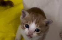 밀양 애기고양이 책임비x  잘만키워주세요