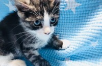 개냥이 8마리 분양합니다