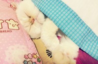 히말라얀 고양이 입양자 분 찾습니다.