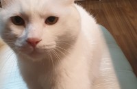 인천 무료분양 합니다