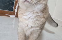 브리티쉬 숏헤어 무료분양