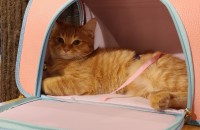 고양이 분양 코숏