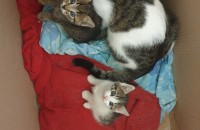 양이들 분양 합니다.  서울