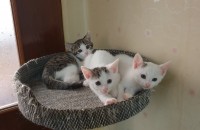 아기 양이 분양 합니다. 서울