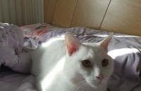 터키쉬 남아 3살 무료분양