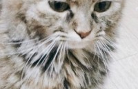 페르시안친칠라고양이가족 책임져주실분?