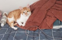 고양이 3마리 분양합니다