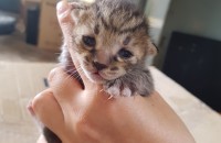 충남 금산 8월28일 출생 분양01064827575