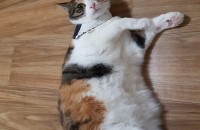 코숏 분양합니다