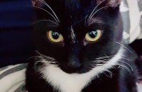 코숏 수컷분양합니다