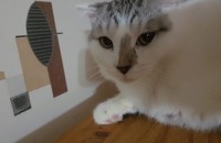 폴드믹스 분양합니다