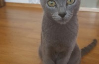 새로운 집사 구합니다