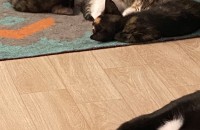 직접 받은 새끼고양이 무료분양합니다