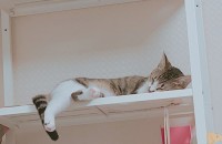 무료분양합니다(전국)