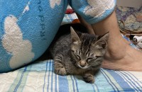 부산 사직동 착한 고양이 분양합니다