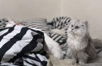 페르시안 친칠라 7개월 분양