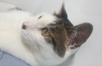 서울 고양이 돌봐주실분!! (중성화, 예방접종)