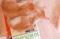 아깽이 분양해요