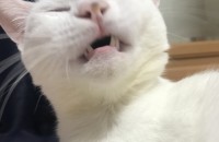 터키쉬 앙고라 여아 무료분양합니다