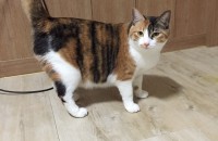 코숏 여아 무료 분양해요.. 경북 구미입니다.