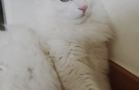 정말 이쁜 노르웨이 숲 아이에요