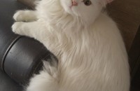 터키쉬 우드아이 무료분양