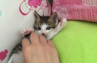 코숏 여아 분양