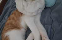 가정분양 고양이무료분양