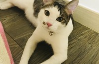 천안 예쁜 코숏 분양 합니다