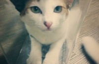 고양이 무료분양