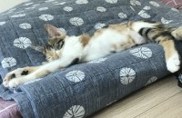 라멜이분양합니다..