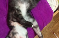 고양이분양합니다..