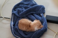 치즈냥의 가족이 되어주세요