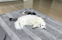 3년생 나폴레옹 먼치킨