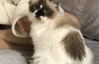 애교 많은 랙돌 고양이 분양 합니다