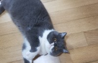 엑죠틱숏헤어 중성화수술한 1년된 남자아이에요