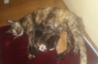 고양이 무료분양 부산