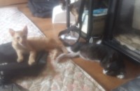 아기 고양이 무료분양