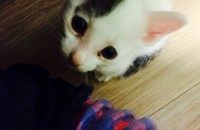 고양이무료분양합니다...