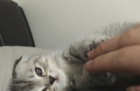 스코티쉬폴드 5개월 남아분양해요