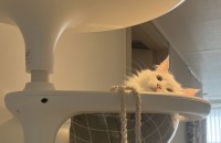 터키쉬앙고라분양합니다