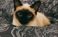 샴고양이 데려가실 분