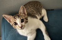 (광주)4개월 건강한 아가냥 분양보냅니다