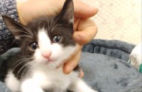 우리 양이가 낳은 새끼 고양이 두마리 분양합니다