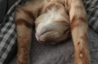 치즈태비 무료분양해요 (청주)