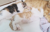 애기고양이 무료분양합니다