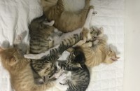 코숏2개월 된 아깽이 분양해요